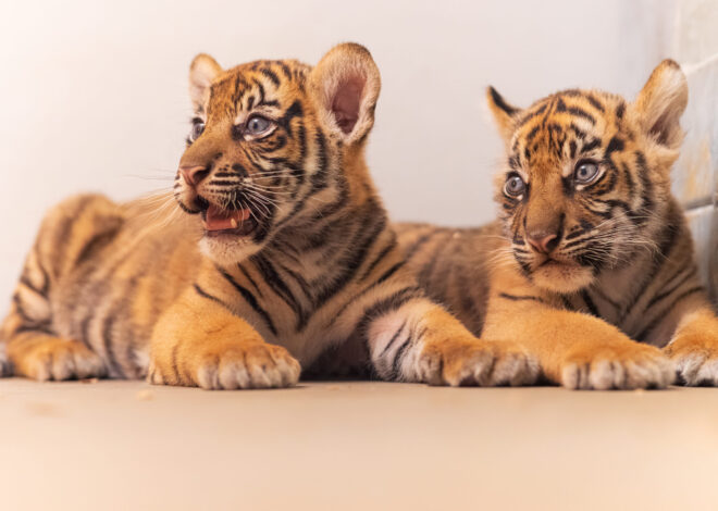 Fort Worth Zoo announces births of two Sumatran tiger cubs