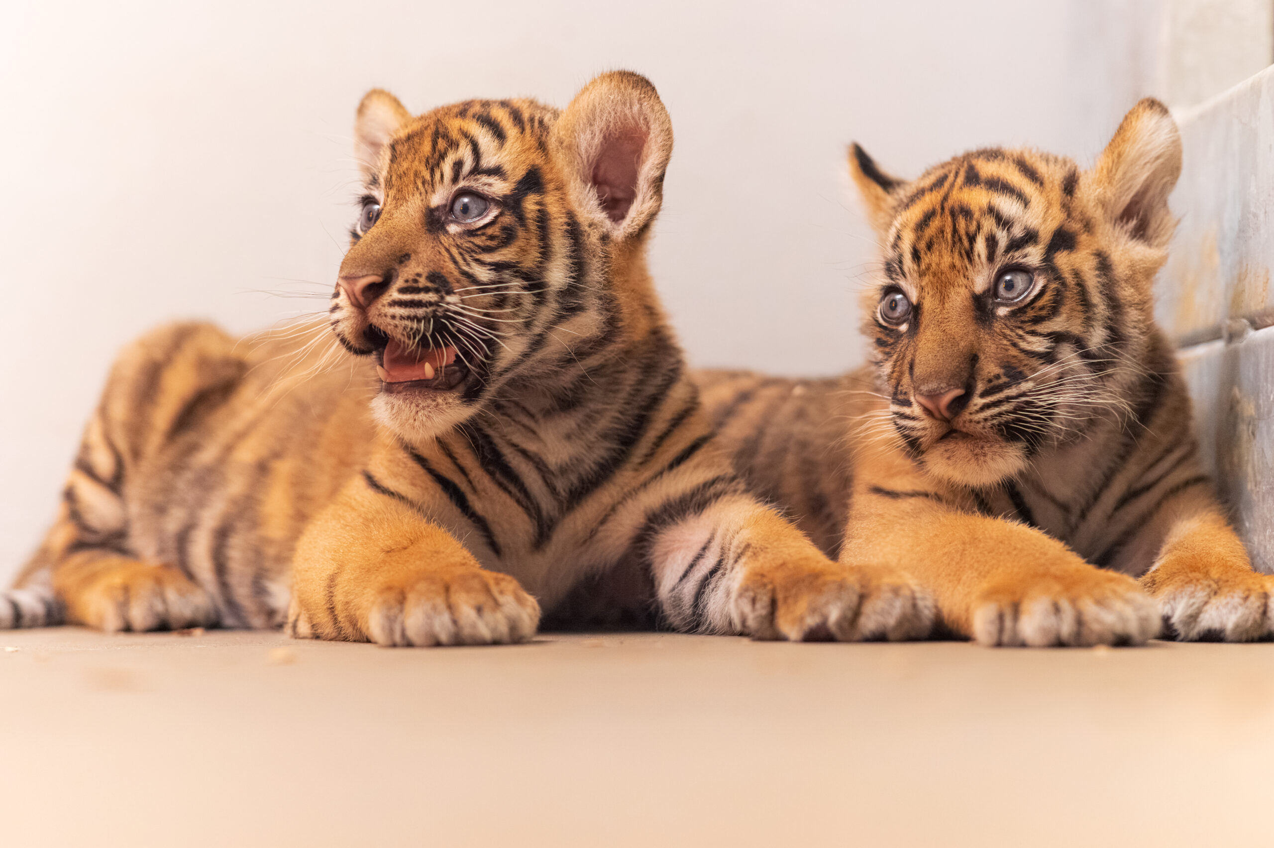 Fort Worth Zoo announces births of two Sumatran tiger cubs